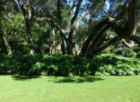 The garden at Government House in Auckland.