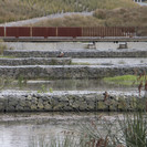 Walkway bordering the wetlands_