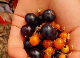 Berries from The Healing Forest