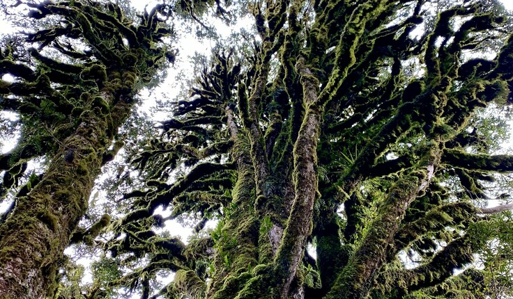 This stunning image is of Pureora Forest and is by Isthmus’ Simon Button. NZILA President Henry Crothers says the Institute is very grateful to Simon to have been able to use it in both Te Tangi a Te Manu and Tuia Pito Ora - He Whakaahua - the NZILA’s 50th anniversary publication.