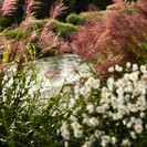 Miscanthus sinensis and Anemone japonica screen the pool from the guest bedrooms wing to provide privacy.