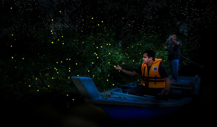 Fireflies and mangrove forest ecosystem in Kuala Selangor, Malaysia.