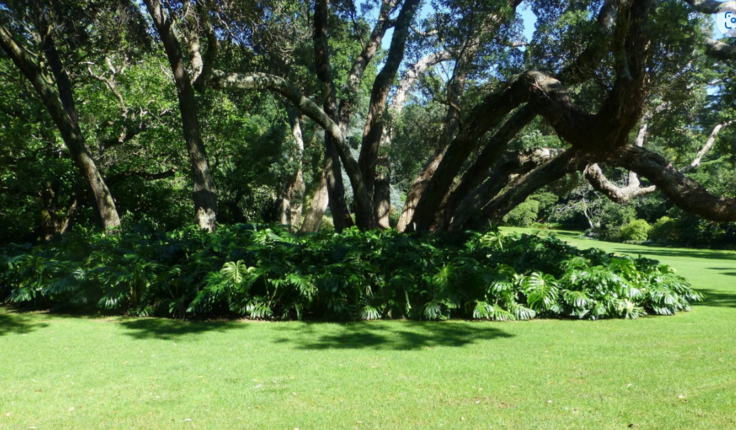 The garden at Government House in Auckland.