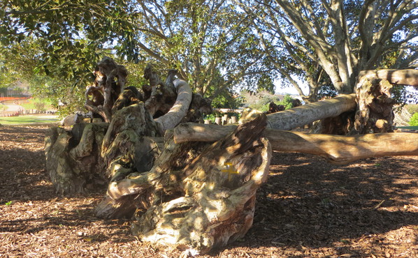 Mara Hupara Playground
