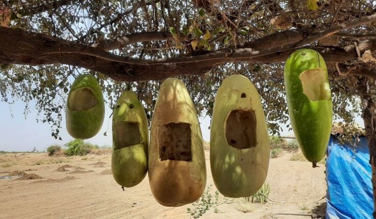 Bottle Gourds made into nesting sites. Location priorities.