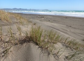 Kāwhia dunes