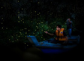 Fireflies and mangrove forest ecosystem in Kuala Selangor, Malaysia.