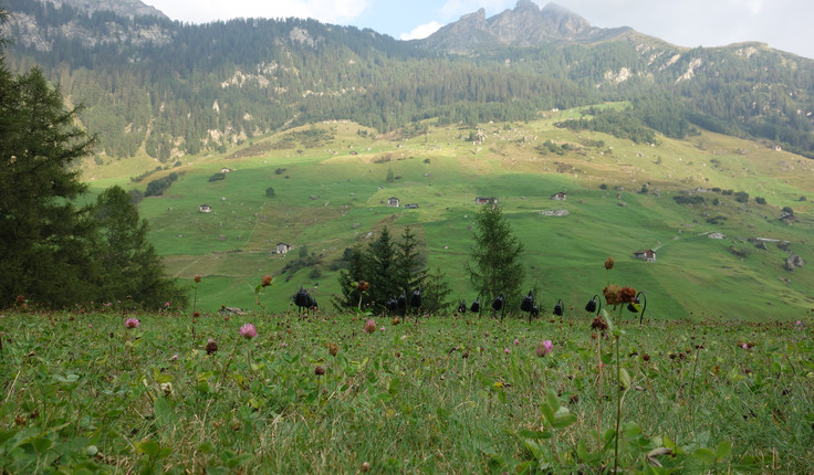 Meadow living roof, Therme Vals, Switzerland