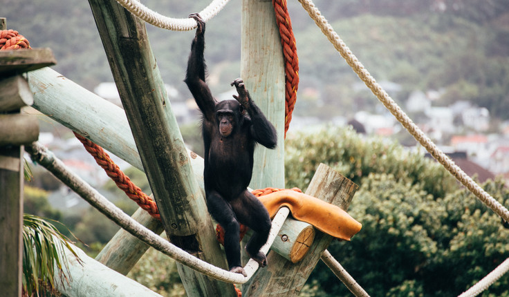 450m of poles, 8 marine grade ropes, 8 steel nests, all reaching high into the sky, providing new climbing and swinging experiences as well as all important sneaky hiding places to keep the chimps active and health