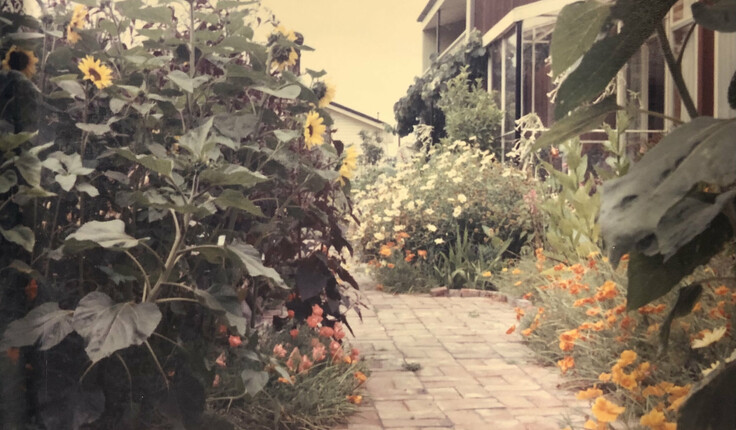 View towards Templar Street across the patio and brick courtyard, 1966. Photo: Box 31.