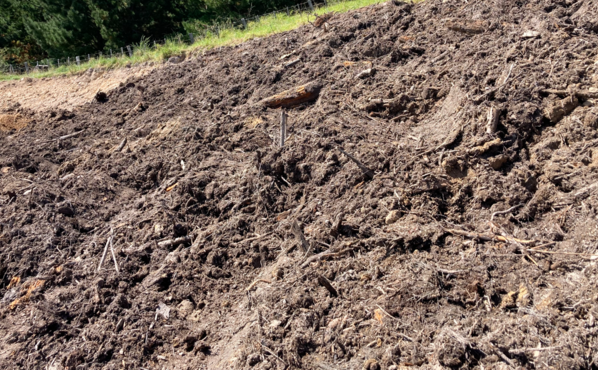 Forest floor or duff, is a vital part of forest ecosystems
