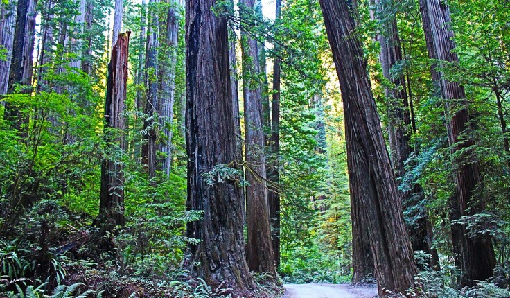 Landscape architects should check whether their work means they need to register. Photo credit: Pixabay