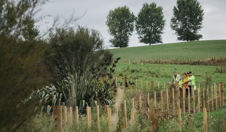 The ongoing stewardship of the Waikeria Prison site and farmland is the key guiding principle for the landscape and ecological works. This has involved conservation of existing highly valued resource areas, enhancement of existing landscape and ecological values, restoration of degraded landscapes and a long-term vision of ecological biodiversity. A revegetation and restoration plan was prepared with Puniu River Care Incorporated, Maniapoto ki Te Raki, Raukawa Charitable Trust and Te Roopū Kaumātua o Waikeria. This plan was integrated with the Landscape and Visual Mitigation Plan and Ecological Enhancement and Mitigation Plan.