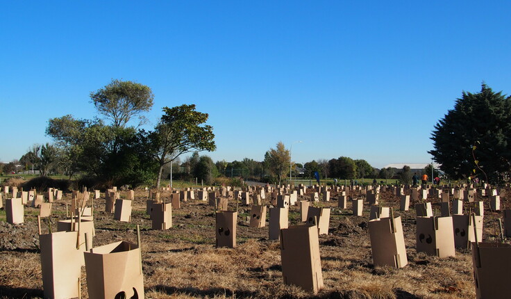 1600 Plants planted by over 70 volunteers